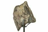 Fossil Sauropod Rib Section with Metal Stand - Colorado #383198-1